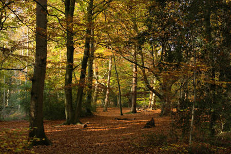 Autumn Leaves | The best places to catch them fall this season! 